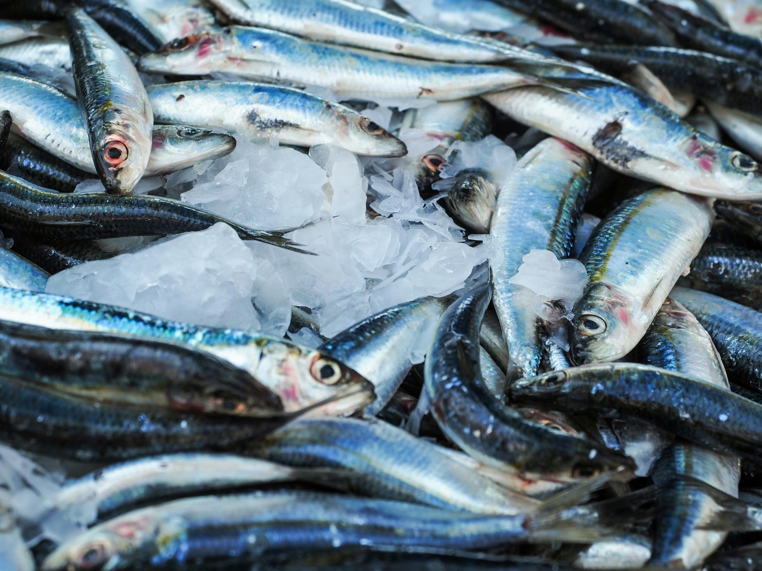 Santa Catarina Inicia Temporada de Pesca da Tainha com Tradição, Desafios e Esperança para Comunidades Costeiras
