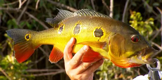 O Tucunaré está entre os Peixes Mais Ativos