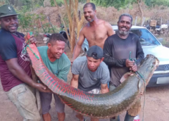 Pirarucus Gigantes São Encontrados na Bahia: Entenda o Risco Para Espécies Nativas